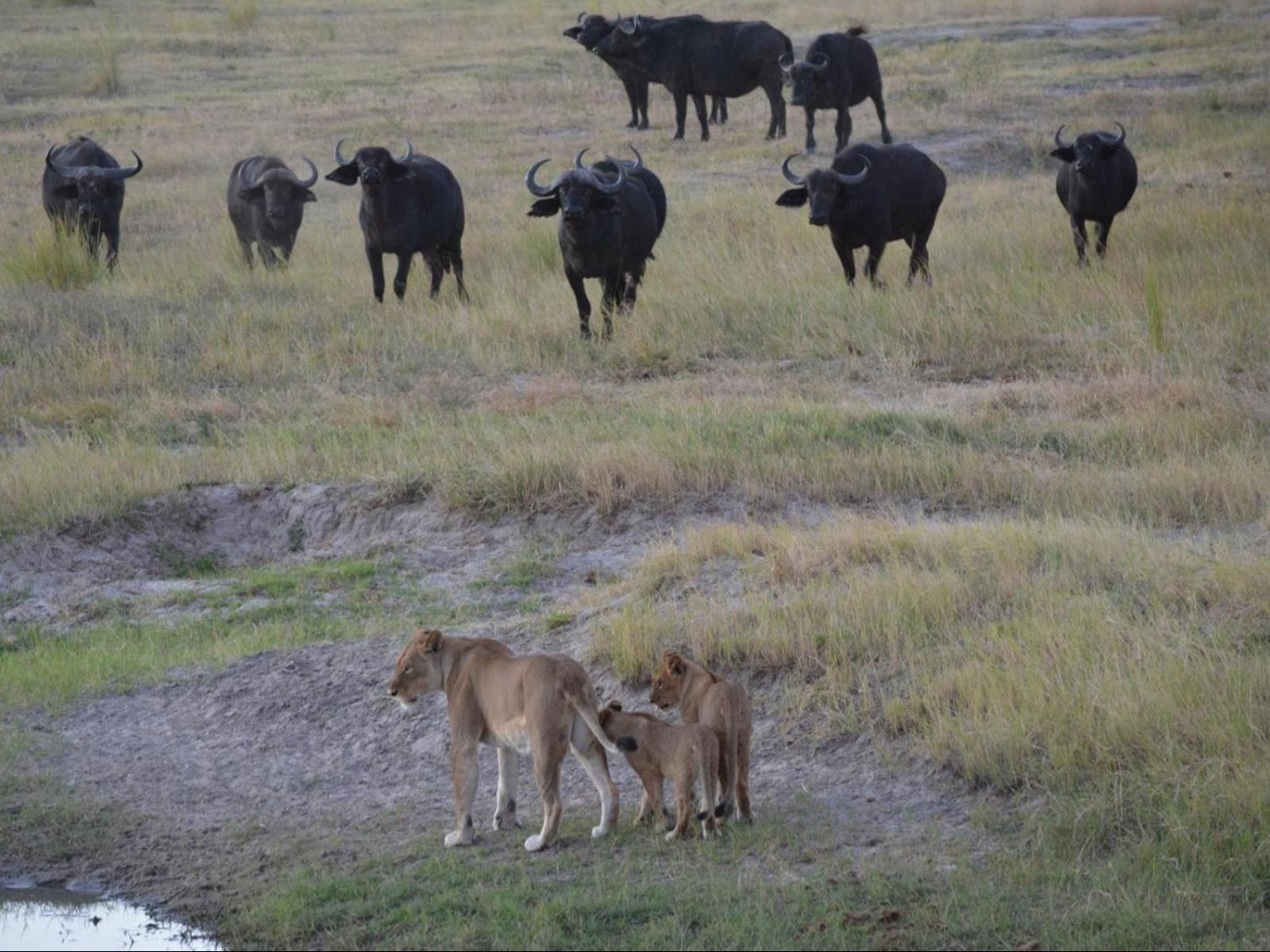 Nxabii Cottages Kasane Bagian luar foto